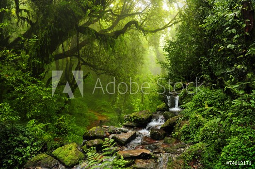 Picture of Selva de Nepal